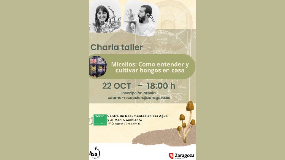 Micelios: cómo entender y cultivar hongos en casa